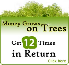 Buy Better Globe Trees