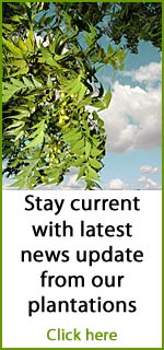 Better Globe Forestry