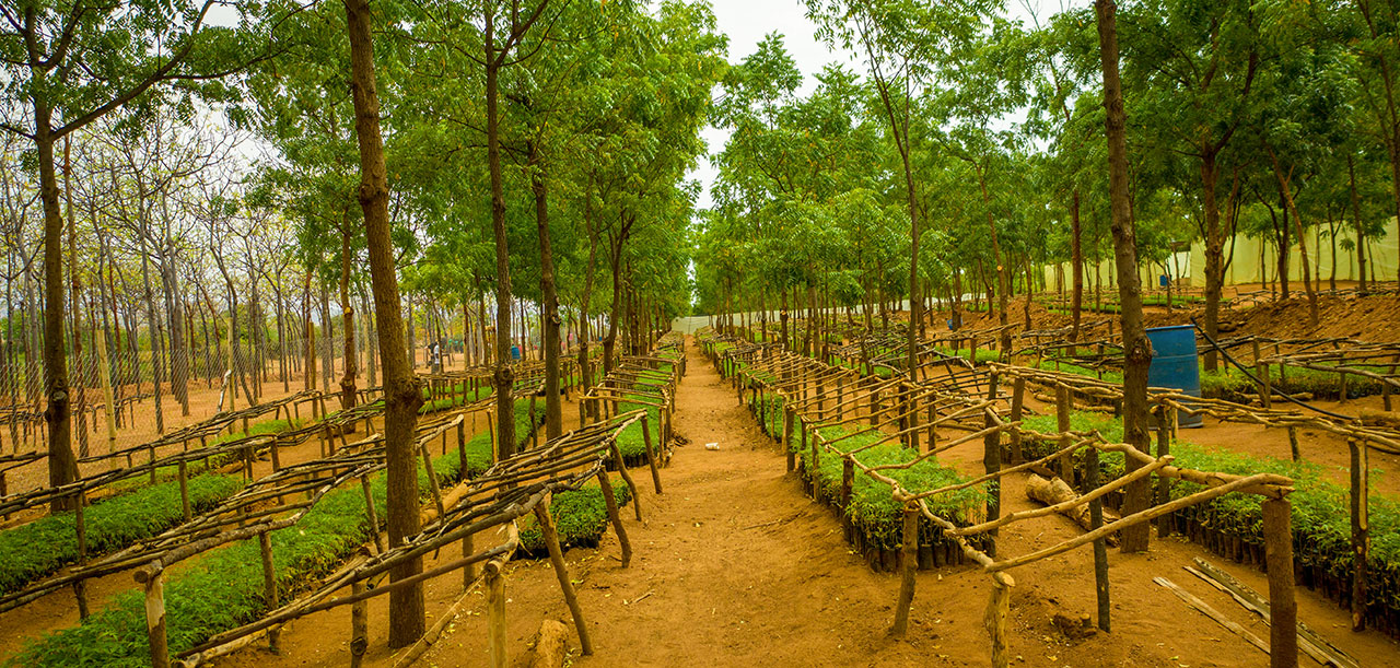 Better Globe Forestry's tree plantation in Kenya