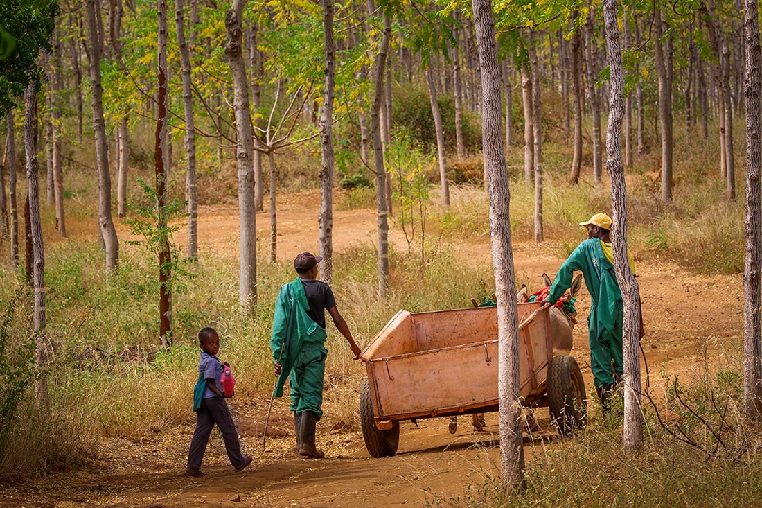 Secure a long-term carbon offset by planting trees that will be replanted every fifteen years