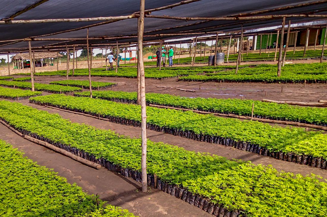 Reforestation and Climate Change Combat through Better Globe Forestry's Nursery in Dokolo, Uganda