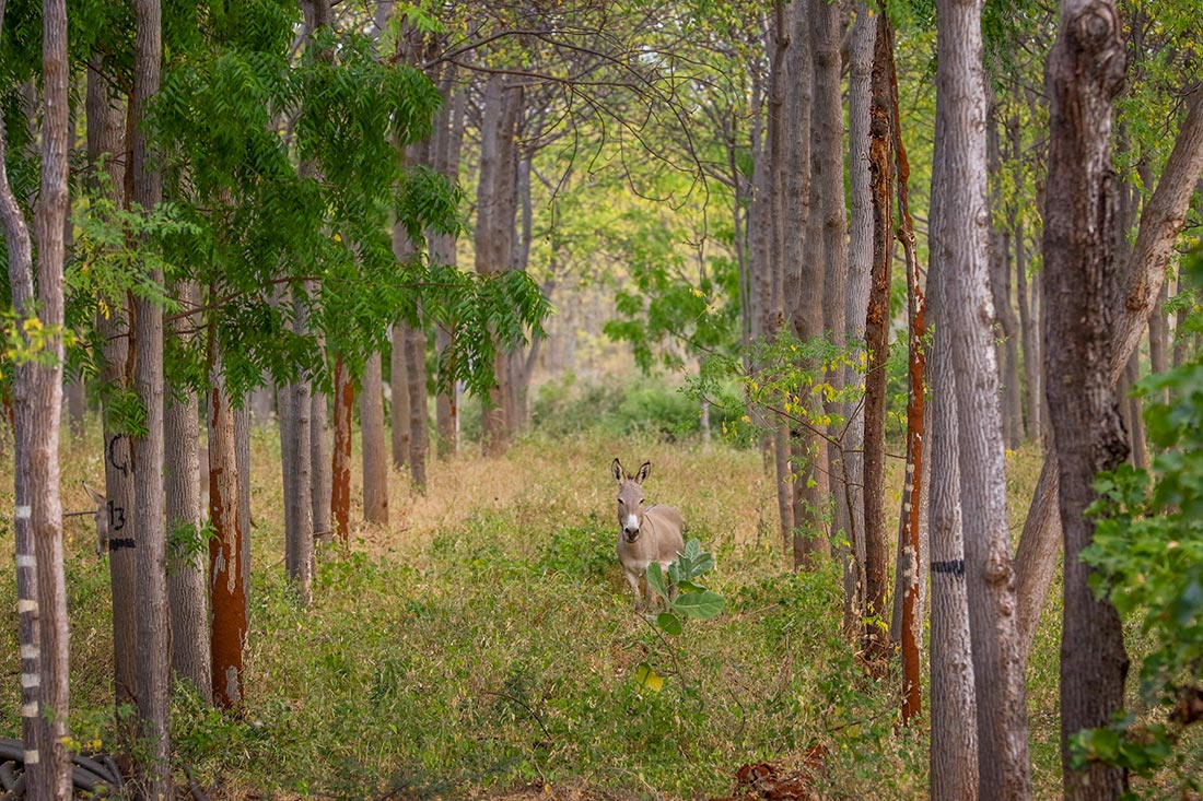 Better Globe Forestry's tree plantation in Kenya